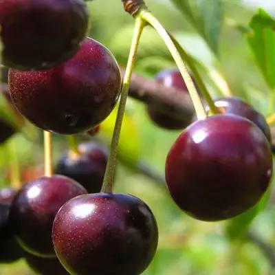 Вишня ЛИВЕНСКАЯ в Орше