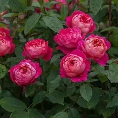 Роза БЕНДЖАМИН БРИТТЕН шраб в Орше