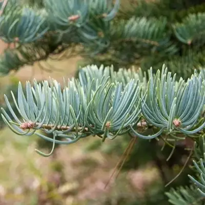 Пихта КОНКОЛОР в Орше