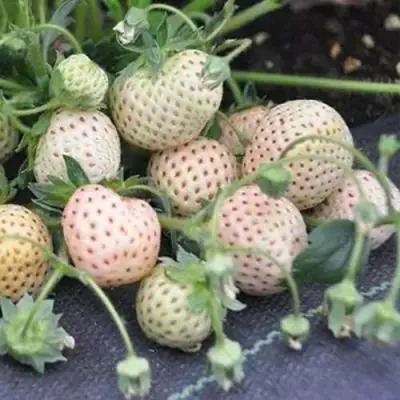 Клубника АНАНАСА ремонтантная в Орше