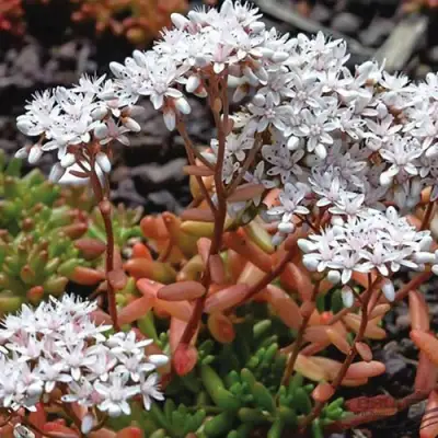 Очиток (седум) КОРАЛ КАРПЕТ белый в Орше