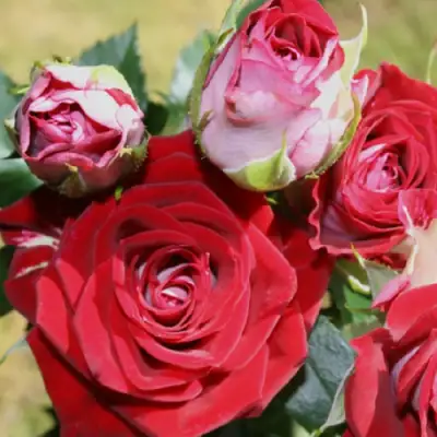 Роза РУБИ СТАР спрей в Орше