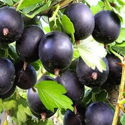 Крыжовник ЧЕРНОМОР в Орше