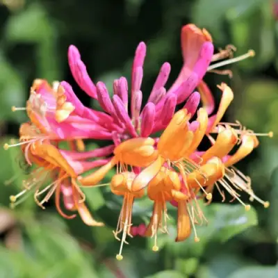 Жимолость ГЕКРОТА в Орше