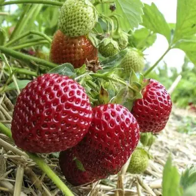 Клубника ЗЕНГА-ЗЕНГАНА в Орше