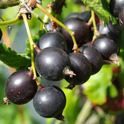 Йошта ДЖОСТАБЕРРИ в Орше