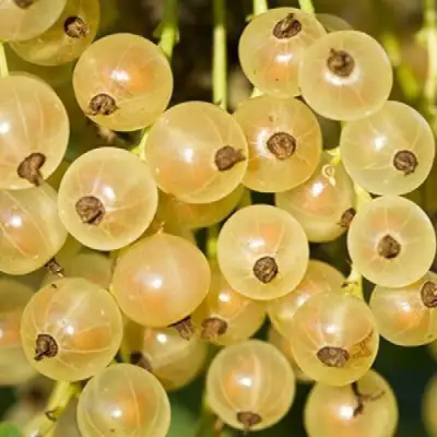 Смородина белая СМОЛЬЯНИНОВСКАЯ в Орше