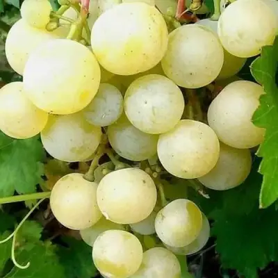 Виноград КЕША МУСКАТ в Орше