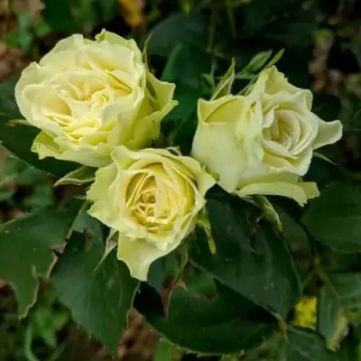 Роза ЛУВИАНА спрей в Орше