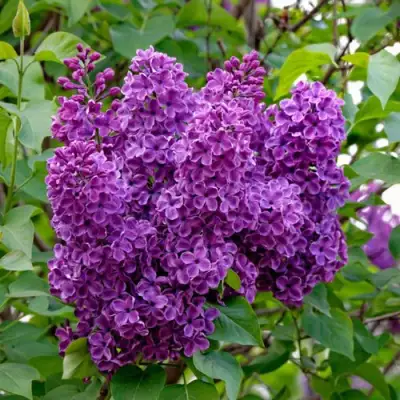 Сирень СУМЕРКИ в Орше