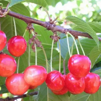 Черешня НАСЛАЖДЕНИЕ в Орше