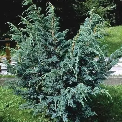 Можжевельник БЛЮ АЛЬПС китайский  в Орше