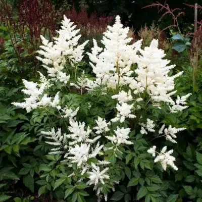 Астильба ДОЙЧЛАНД японская в Орше