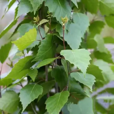 Береза ФАСТИГИАТА повислая  в Орше