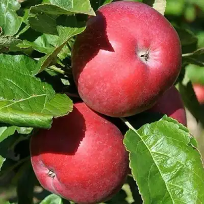 Яблоня СОЗВЕЗДИЕ колонновидная в Орше