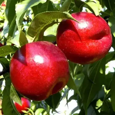 Нектарин ХАРКО в Орше