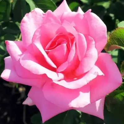 саженцы розы ЖАРДЕН ДЕ ВИЛЛАНДРИ