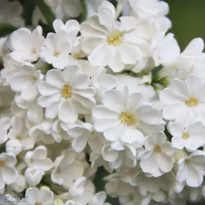 Сирень РОЧЕСТЕР в Орше