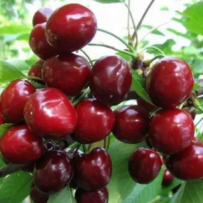 Черешня ГРОНКАВАЯ в Орше