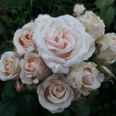 Роза ЯНА спрей в Орше