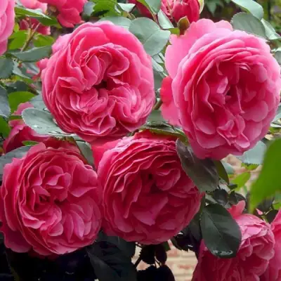 Роза ЛЕОНАРДО ДА ВИНЧИ флорибунда в Орше