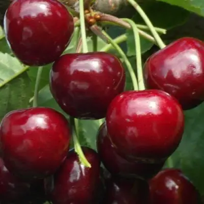 Черешня ГРОНКАВАЯ в Орше
