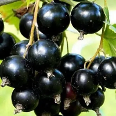 Смородина чёрная СОКРОВИЩЕ в Орше