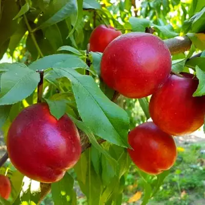 Нектарин НЕКТАРЕД-4 в Орше