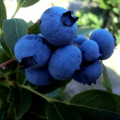 Голубика ДЖЕРСИ в Орше