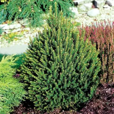 Ель КОМПАКТА обыкновенная в Орше