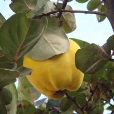 Айва АКАДЕМИЧЕСКАЯ в Орше