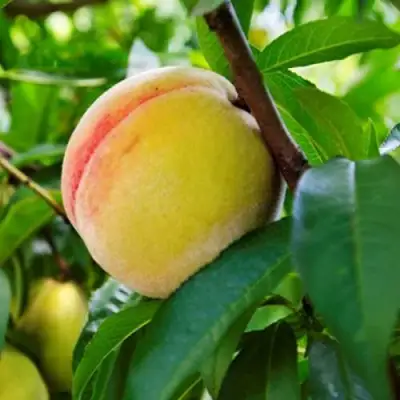 Персик ДОНЕЦКИЙ ЖЕЛТЫЙ в Орше