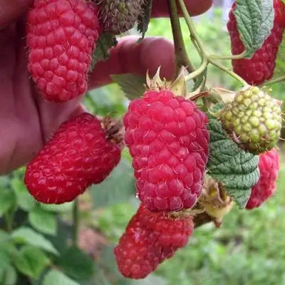 Малина МАРОСЕЙКА в Орше