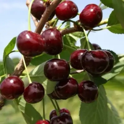 Вишня ГРИОТ БЕЛОРУССКИЙ в Орше