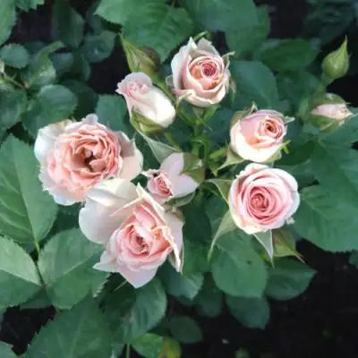 Роза ЯНА спрей в Орше