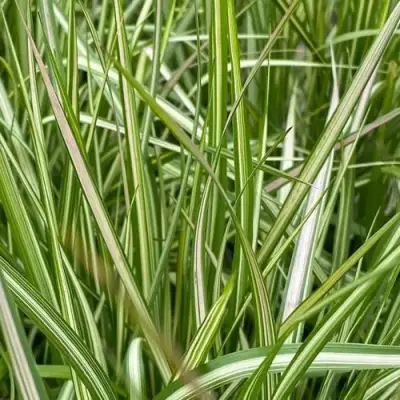 Вейник АВАЛАНШ остроцветковый в Орше