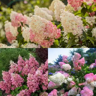 Комплект ЯГОДНОЕ МОРОЖЕНОЕ в Орше