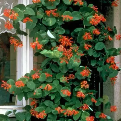 Жимолость ДРОМПОР СКАРЛЕТТ брауна в Орше