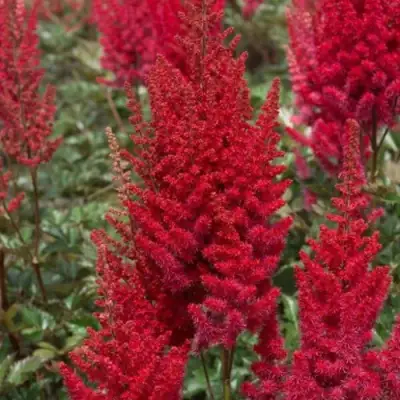 Астильба СКАЙСКРЕЙПЕР китайская в Орше