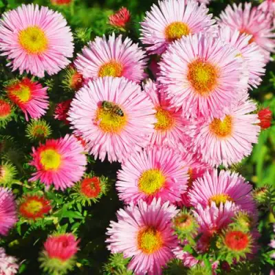 Астра РУДЕЛЬСБУРГ новоанглийская в Орше