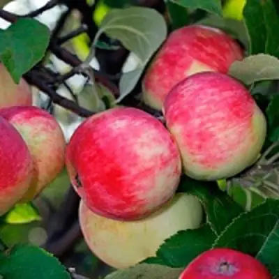 Яблоня СЕРЕБРЯНОЕ КОПЫТЦЕ в Орше