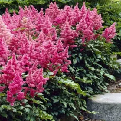 Астильба БОНН японская в Орше