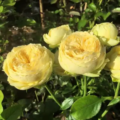 Роза КАТАЛИНА спрей в Орше