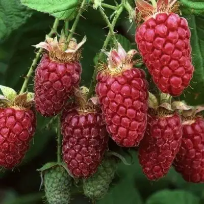 Малина РУБИНОВОЕ ОЖЕРЕЛЬЕ в Орше