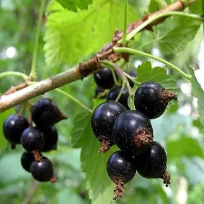 Смородина чёрная БИНАР в Орше