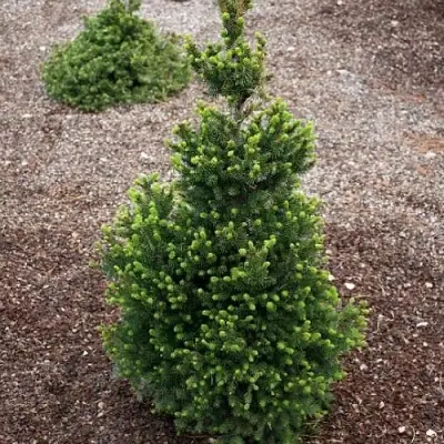 Ель ВИЛС ЦВЕРГ обыкновенная в Орше