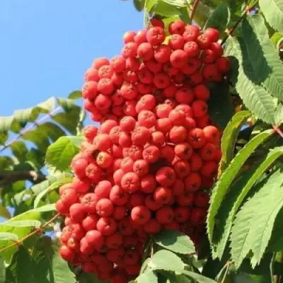 Рябина НЕВЕЖИНСКАЯ сладкоплодная в Орше