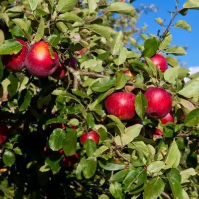 Яблоня СЯБРЫНА в Орше