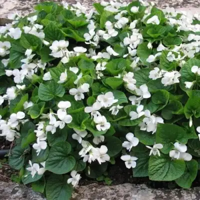 Фиалка АЛЬБИФЛОРА сестринская в Орше