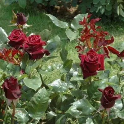 Роза БЛЭК БАККАРА чайно-гибридная в Орше